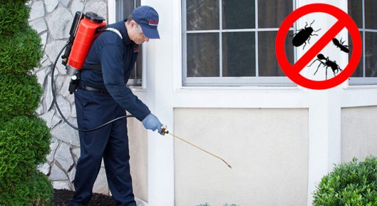 Ardeşen Böcek ve Haşere İlaçlama böcek ilaçlama ve haşere kontrolü — ilaclama-tr.com